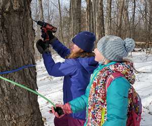 tapping a tree 