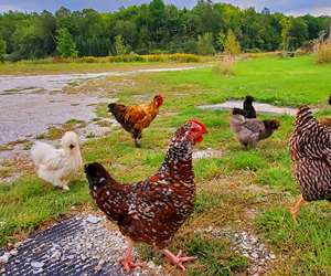 chickens at Palmer's Sugarhouse