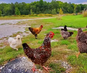 chickens at Palmer's Sugarhouse