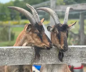 goats at Palmer's